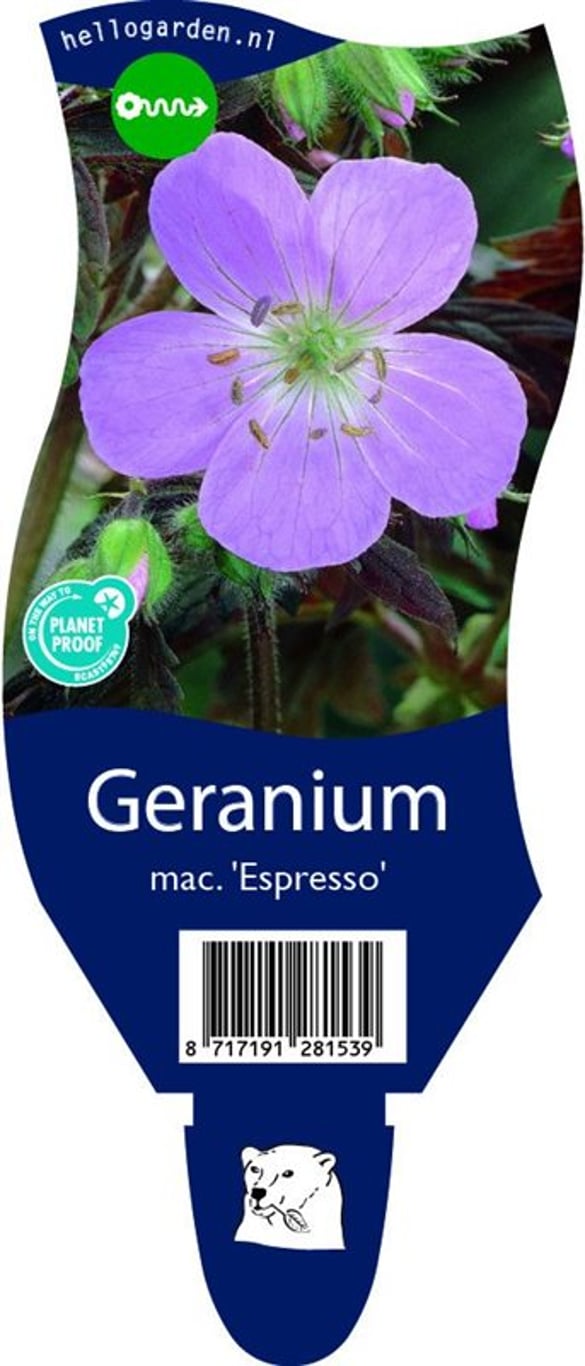 Geranium macul. 'Espresso' - P11
